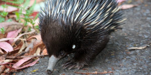 Paper Confirms Variety Of Australian Borrelia In Echidna Ticks