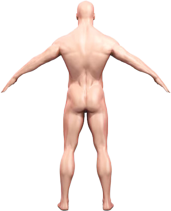 Human Body